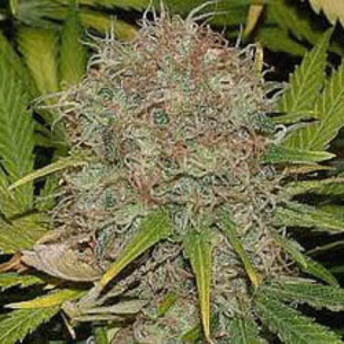 AK48 Automatic - Sagarmatha Seeds