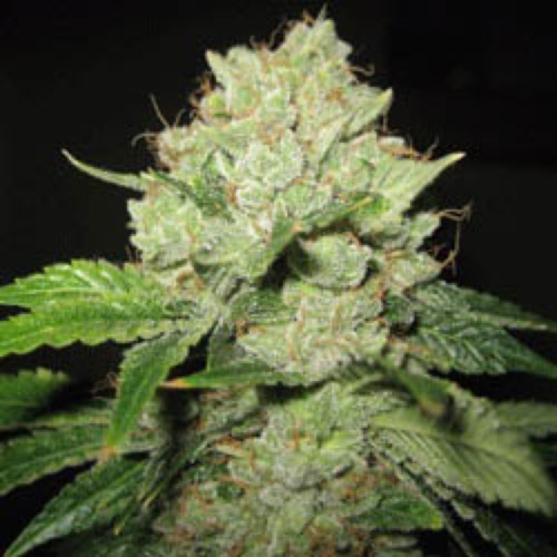 California Train Wreck - Sagarmatha Seeds