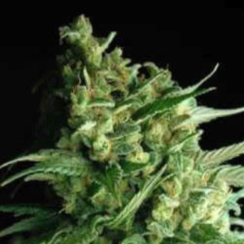 Double Bubbleberry - Sagarmatha Seeds