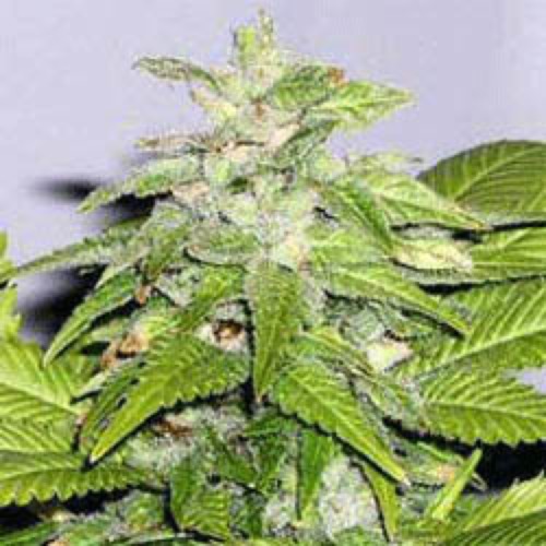 Early Bird Skunk - Sagarmatha Seeds