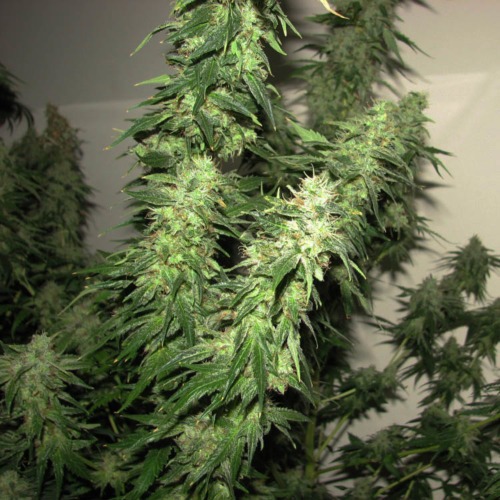 Indica XXL - Sagarmatha Seeds lange wiettoppen bloei