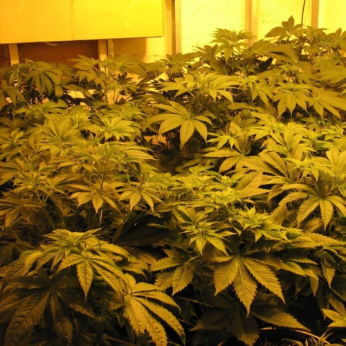 Indica XXL - Sagarmatha Seeds binnenkweek wietplanten