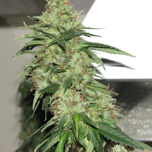 Indica XXL - Sagarmatha Seeds