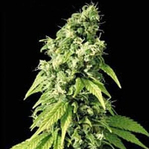 Northern Lights #9 - Sagarmatha Seeds