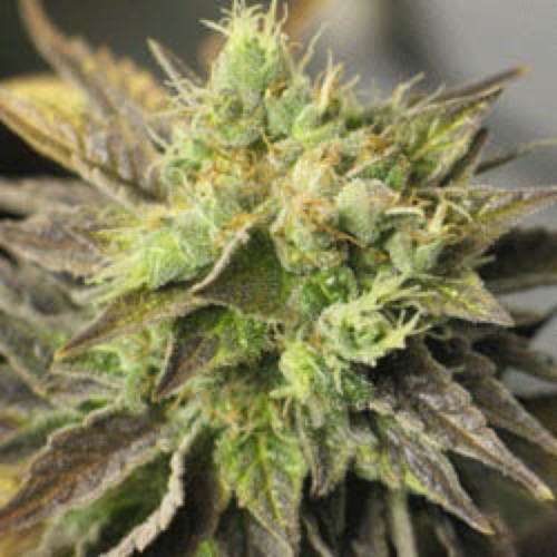 Strawberry D-lite - Sagarmatha Seeds