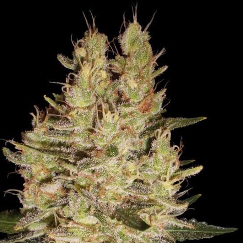 Crazy Miss Hyde - Samsara Seeds