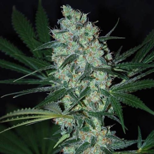 Green Love Potion - Samsara Seeds