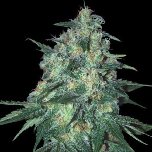 Jekyll Passion - Samsara Seeds