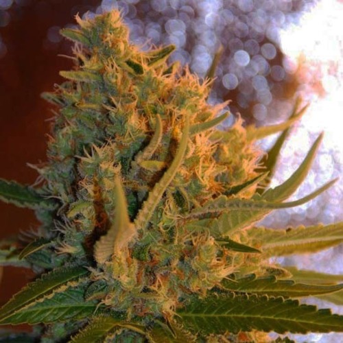 Shot Adrenaline - Samsara Seeds