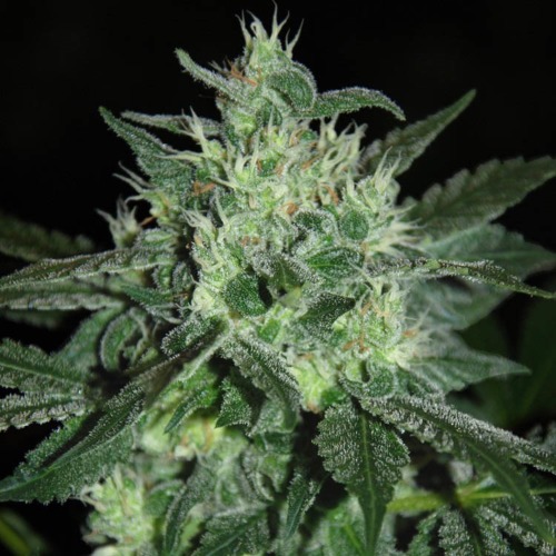 Spice White Devil - Samsara Seeds