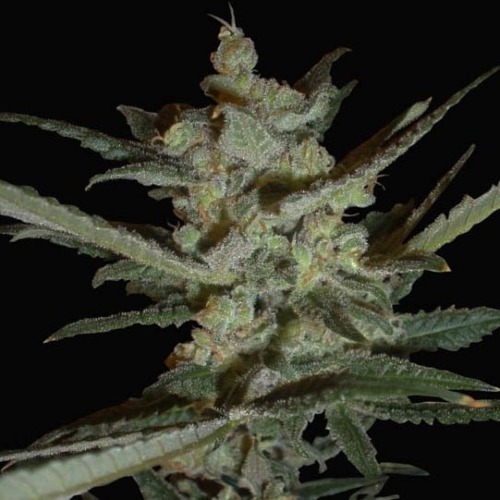 Supersonic Crystal Storm - Samsara Seeds