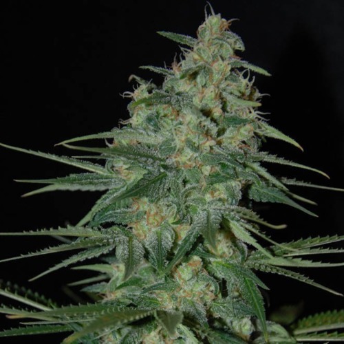 Sweet Black Angel - Samsara Seeds