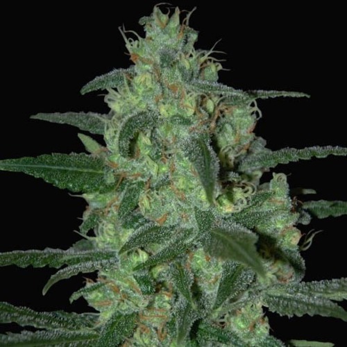 Thunder Bloody Mary - Samsara Seeds