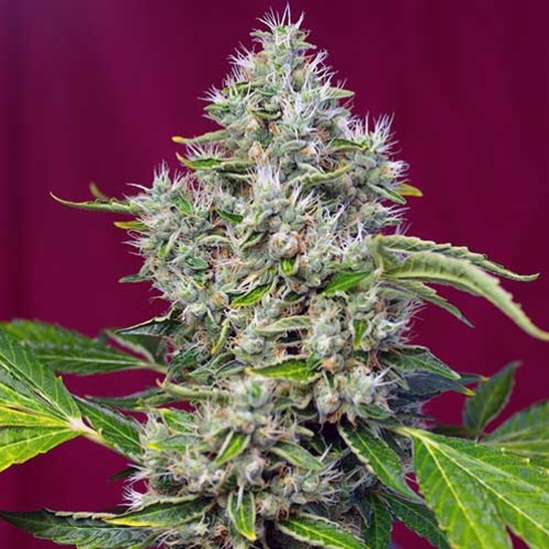 San Fernando Lemon Kush - Sweet Seeds