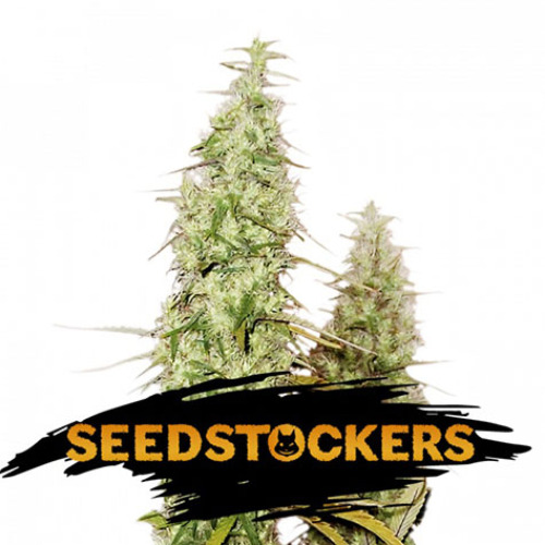 Santa Marta Haze - Seedstockers