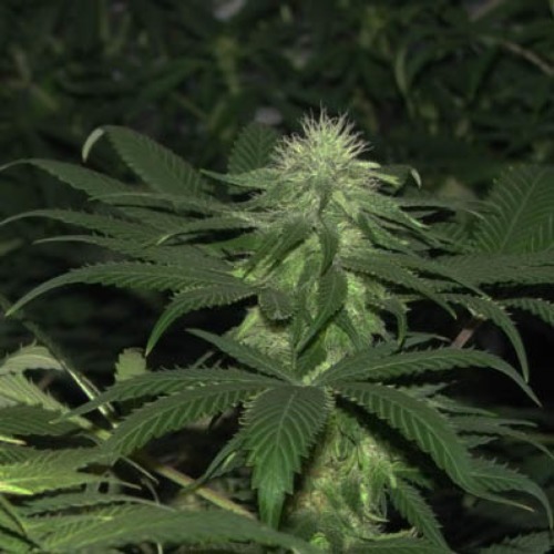Blackberry - Sativa Seedbank