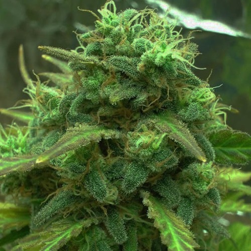 Black Jack - Sativa Seedbank close-up dikke top