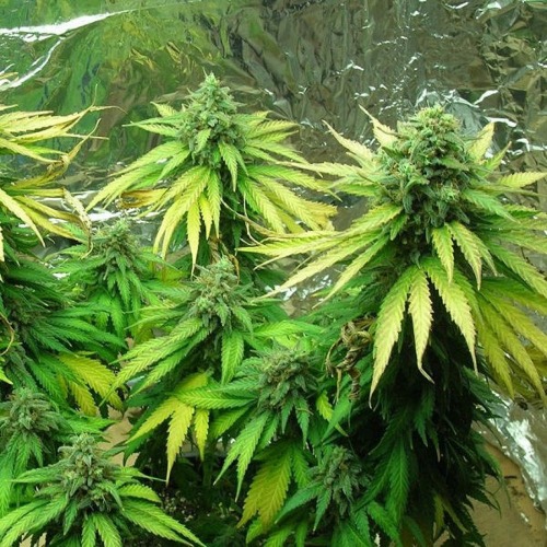 Black Jack - Sativa Seedbank wietplanten in bloei