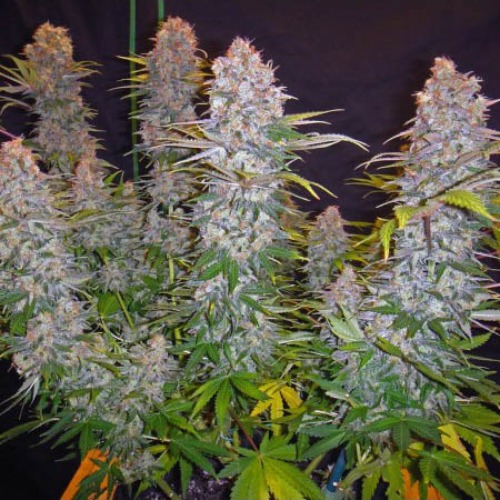 Auto Jock Horror - Sativa Seedbank mooie wiettoppen