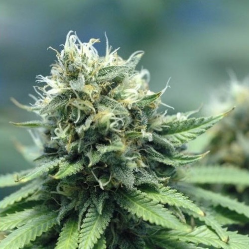 New York Power Diesel - Sativa Seedbank mooie wiettop in bloei