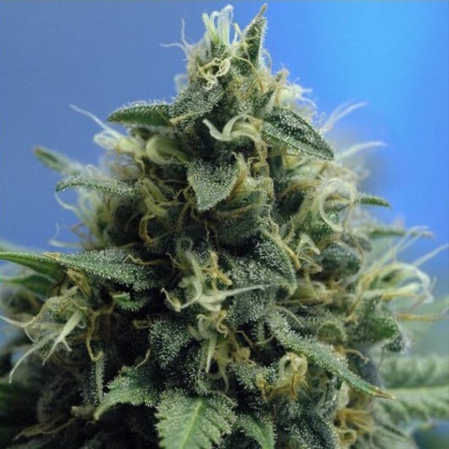 New York Power Diesel - Sativa Seedbank