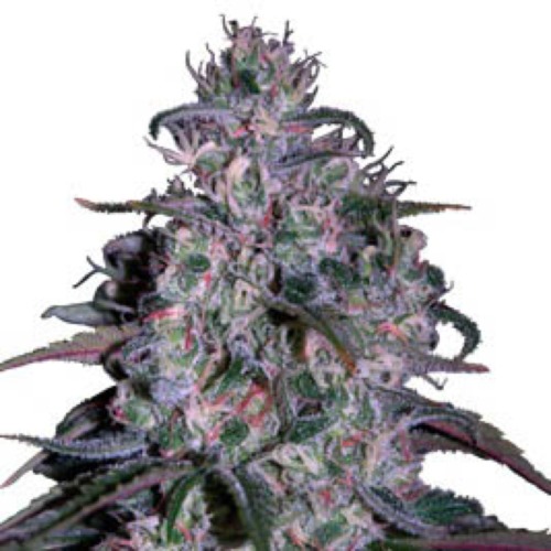 Alakazam - Seedmakers Seeds