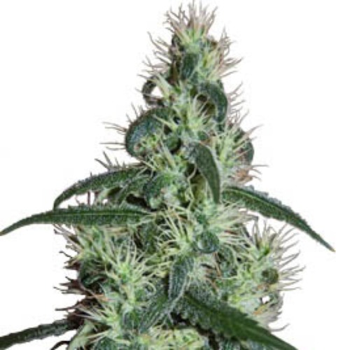 Blizzard - Seedmakers Seeds