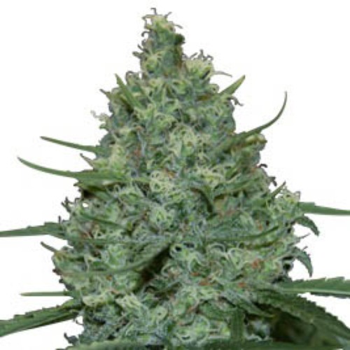 Critical - Seedmakers Seeds