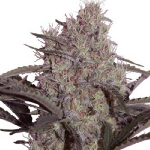 Jack Widow - Seedmakers Seeds