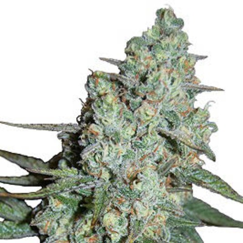 Wonder Skunk - Seedmakers Seeds