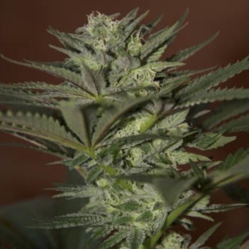 Auto Mini Gun - Seedsman