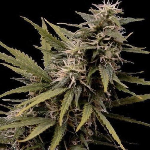 Nemesis - Seedsman