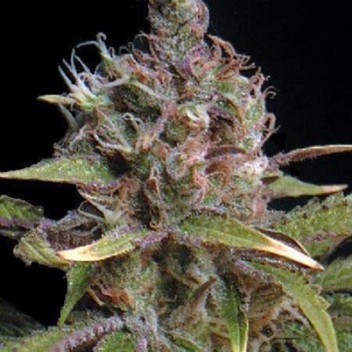 Power Africa - Seedsman 