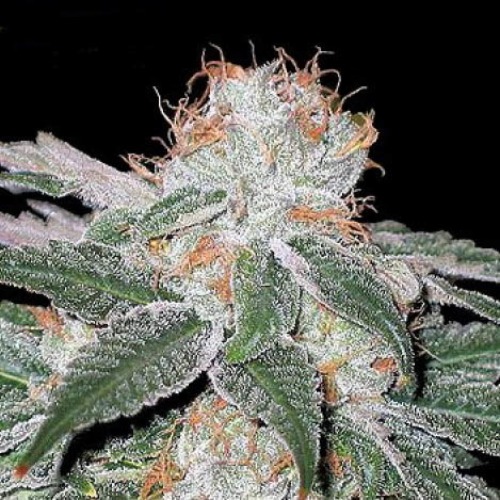 White Widow - Seedsman