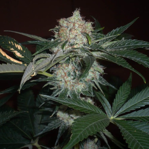 Big bud - Sensi Seeds grote opbrengst wiet