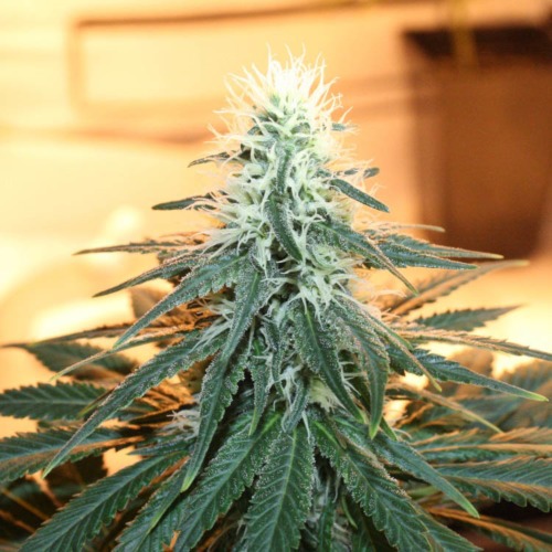 Early Skunk - Sensi Seeds begin bloeiperiode wietplant