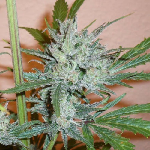 Northern Lights #5 x Haze - Sensi Seeds wiet top zijkant takken