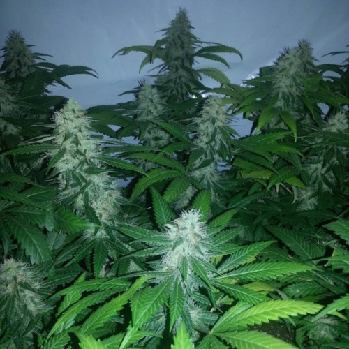 Shiva Skunk - Sensi Seeds kweekruimte voor wietplanten