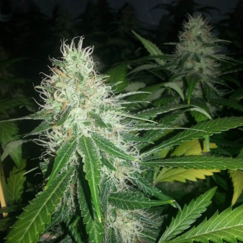 Shiva Skunk - Sensi Seeds wietplant top in bloei