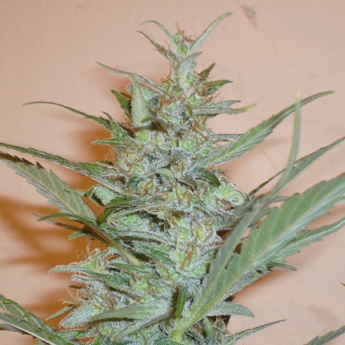 Silver Haze - Sensi Seeds wietplant top close up