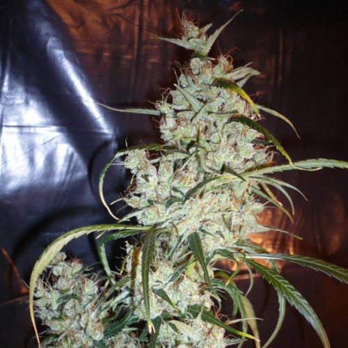 Silver Haze - Sensi Seeds complete hoofdtop silver haze