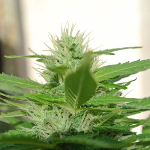 Skunk #1 - Sensi Seeds wietplant derde week bloei