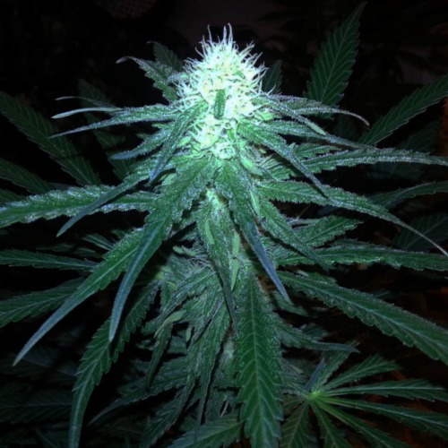 Super Skunk - Sensi Seeds begin bloeiperiode van een wietplant