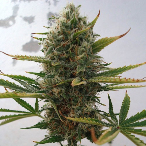 Super Skunk - Sensi Seeds top wietplant in bloei