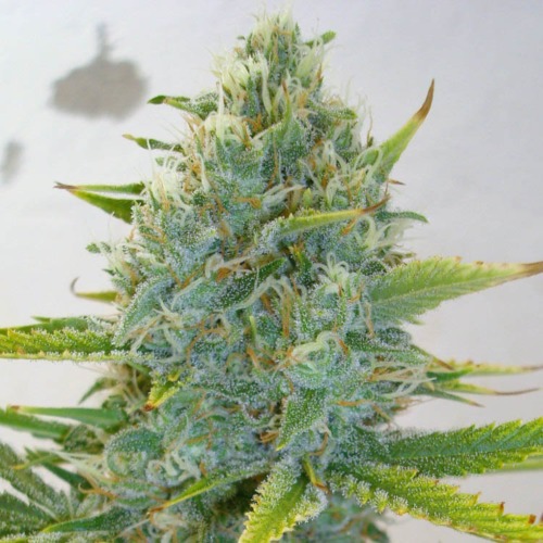 Super Skunk - Sensi Seeds