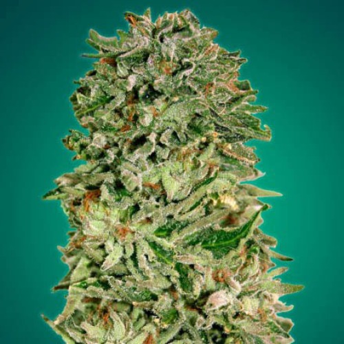 Shark Widow CBD van Advanced Seeds