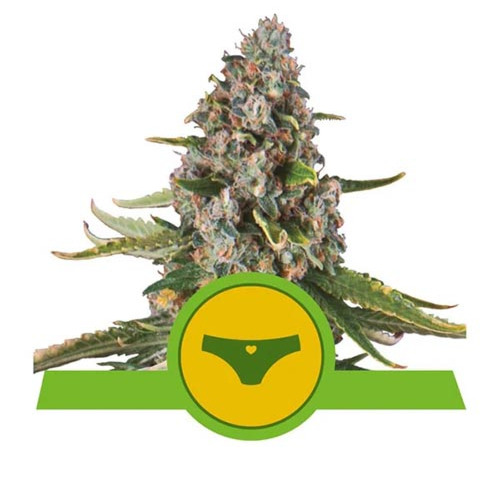 Sherbet Queen Automatic - Royal Queen Seeds