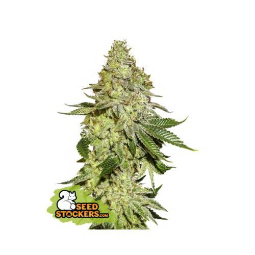 Sherbet - Seedstockers