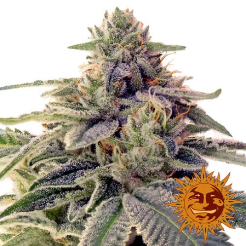Shiskaberry van Barney's Farm