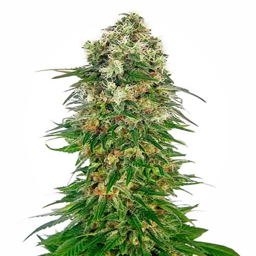 Shiva Skunk Auto - Sensi Seeds